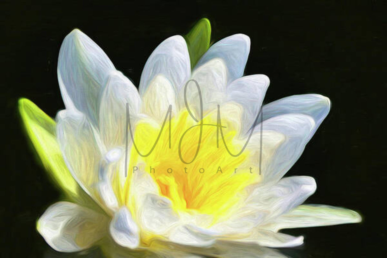 Artsy Water Lily - Illuminated Display