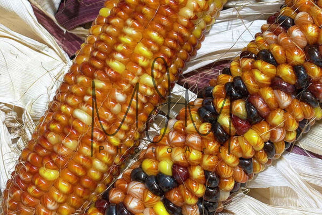 Vibrant Indian Corn Close-Up - Illuminated Display
