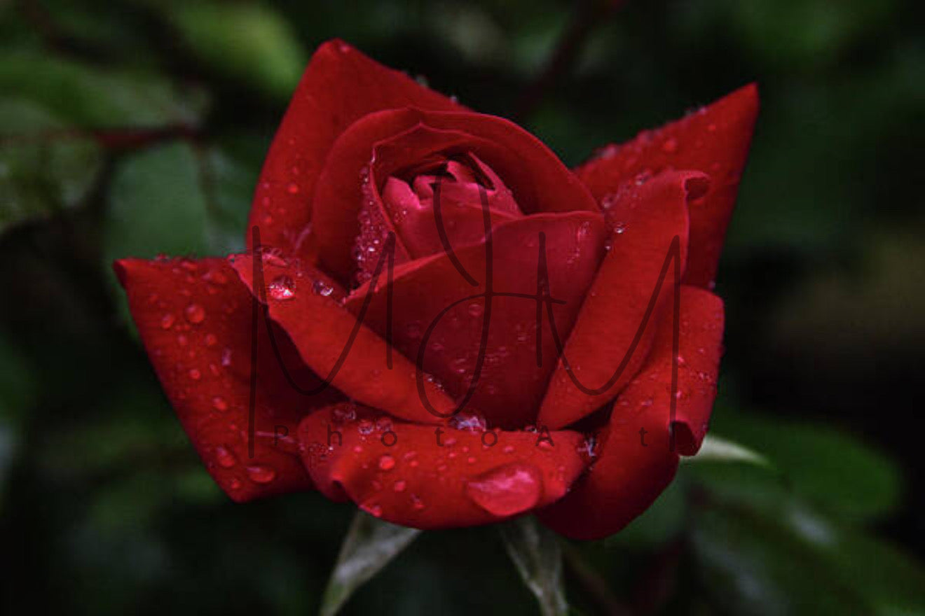 Red Raindrop Rose - Illuminated Display