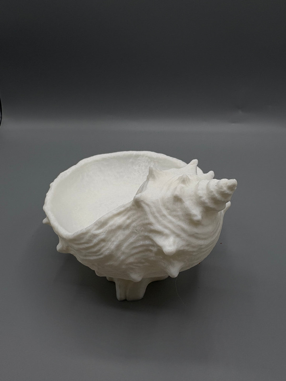 Coastal Conch Shell Catch All Bowl