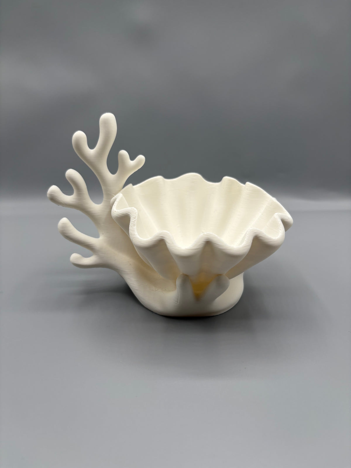 Coastal Coral & Clam Shell Succulent Planter