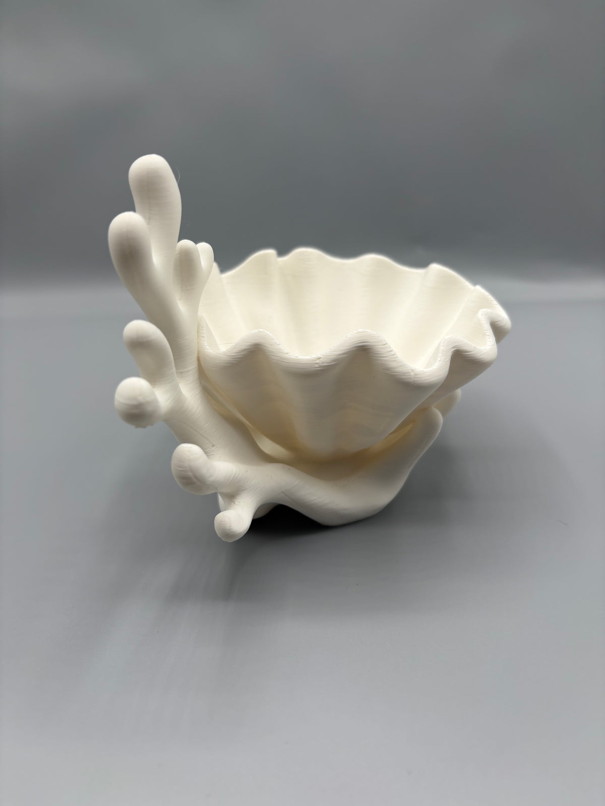 Coastal Coral & Clam Shell Succulent Planter