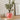 Houseplant Planter