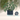 Intricate Design Planter with Integrated Drip Tray – Standard size