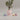 Modern Aesthetic Edged Planter – Large size