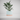 Planter with Drip Tray – Standard size