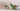Tortoise Plant Pot Great Succulent Planter – Small size